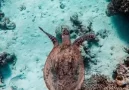 turtle – Copy – 300 turtle - Copy - 300